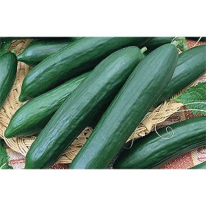 Cucumber - English Telegraph - Long Slicer
